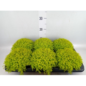 Soleirolia soleirolii 'Aurea'