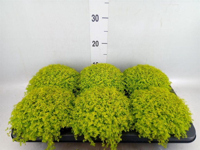 <h4>Soleirolia soleirolii 'Aurea'</h4>