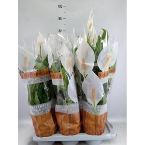 Spathiphyllum  'Sweet Chico'