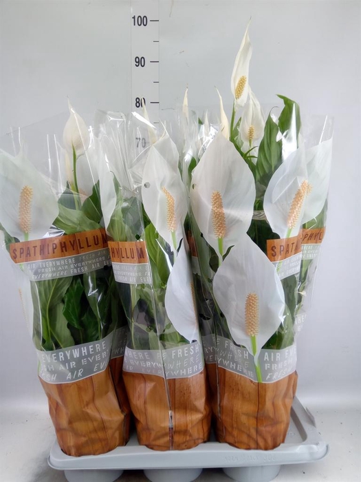 Spathiphyllum  'Sweet Chico'