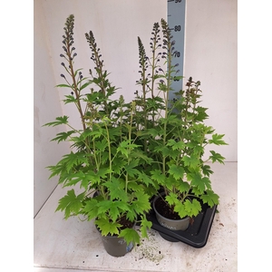 DELP EL MAG FOUNTAIN