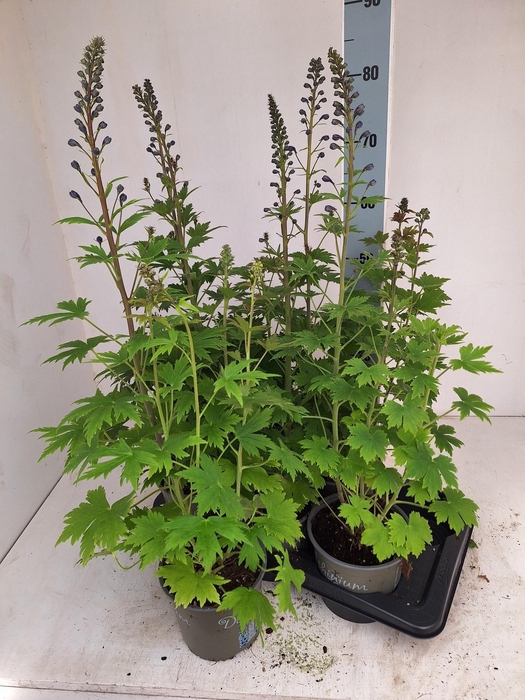 <h4>DELP EL MAG FOUNTAIN</h4>