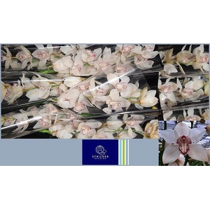 CYMB T MRS SUGAR LEE