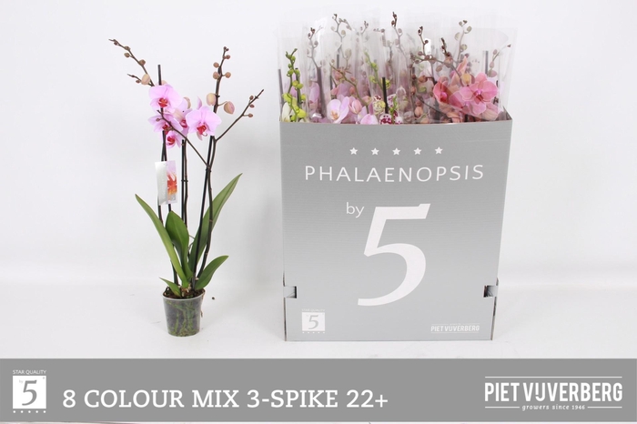 <h4>PHAL GEM 8 KL</h4>