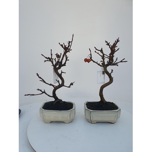 Malus domestica