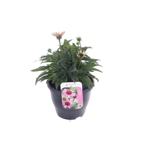 Echinacea purp. Prairie Splendor Pink