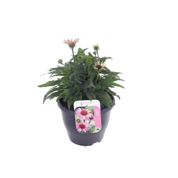 <h4>Echinacea purp. Prairie Splendor Pink</h4>