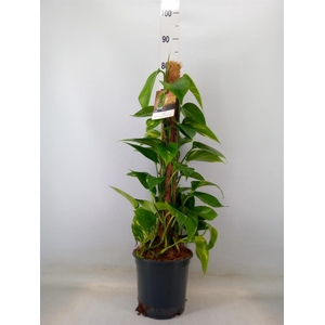 Epipremnum pinn.   ...moss stick