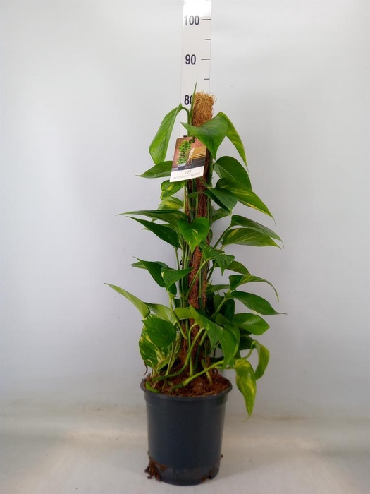 <h4>Epipremnum pinn.   ...moss stick</h4>