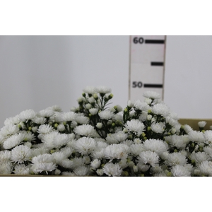 ASTER MARIANA 050 CM