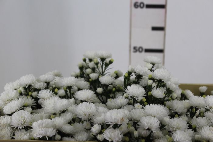 <h4>ASTER MARIANA 050 CM</h4>