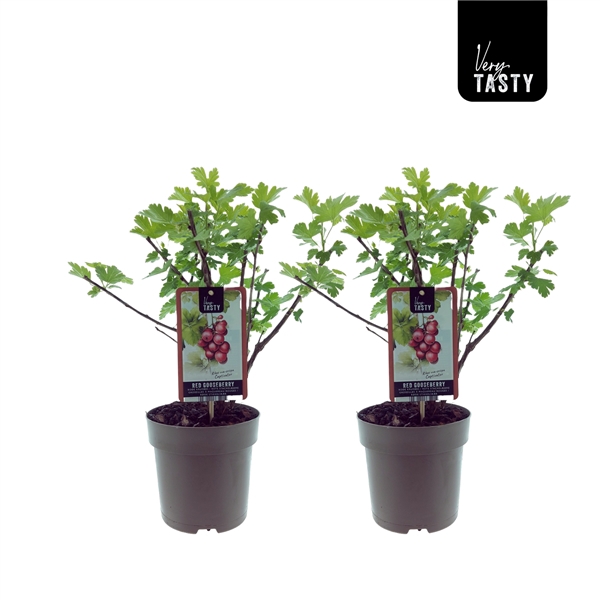<h4>Ribes Captivator</h4>