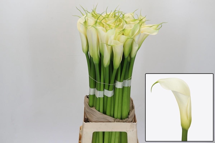 <h4>ZANT AE EYD WHITE</h4>