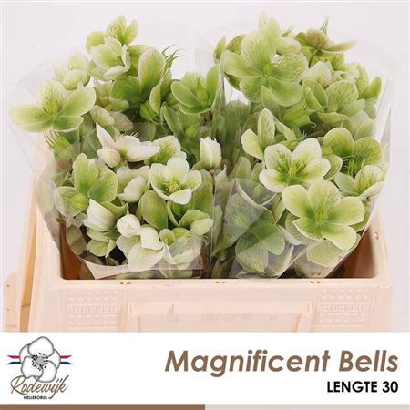 <h4>Hell Magnific Bells</h4>