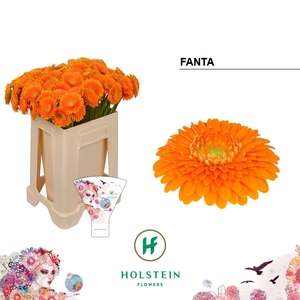 GERMINI POMPONI FANTA GE MB GERPONI