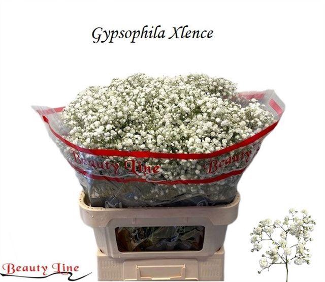 <h4>GYPS PA XLENCE</h4>