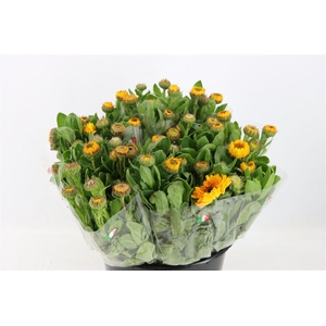 Calendula Yellow