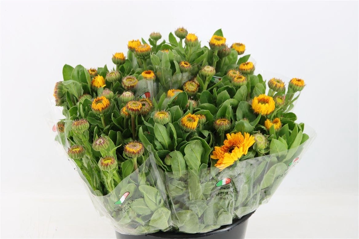 <h4>Calendula Yellow</h4>