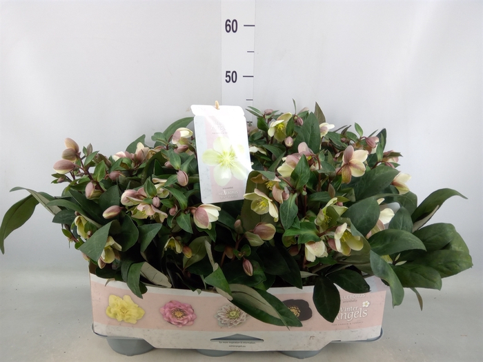 <h4>Helleborus x hybr. 'Viv Valeria'</h4>