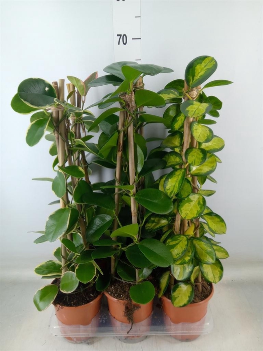 <h4>Hoya   ...mix</h4>