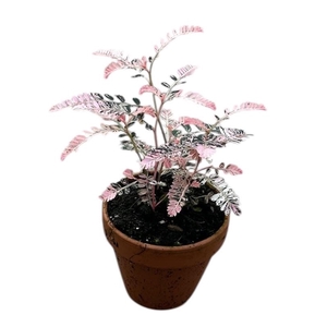 Phyllanthus Urinaria Variegata