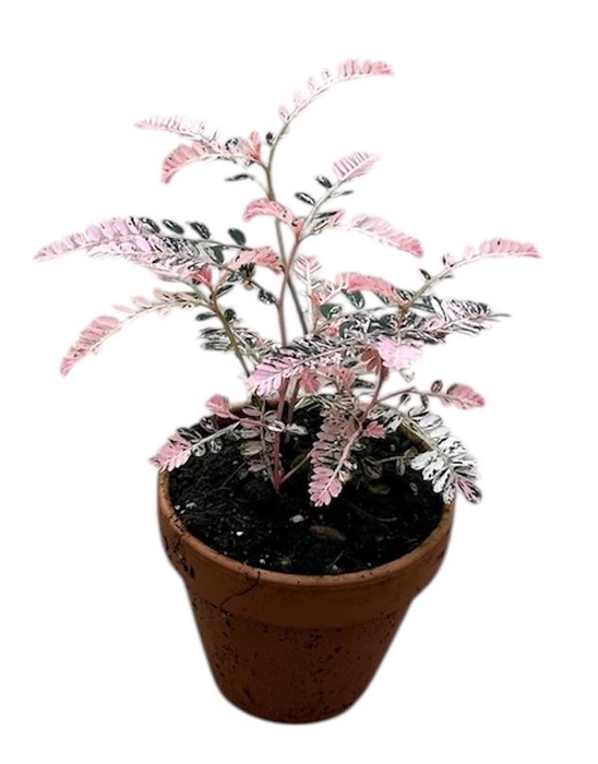 <h4>Phyllanthus Urinaria Variegata</h4>