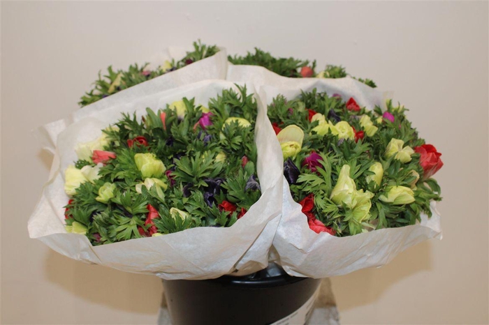 <h4>Anem Marianne Mixed</h4>