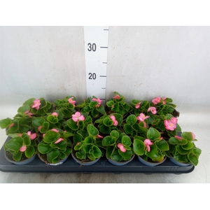 Begonia semp.   ...