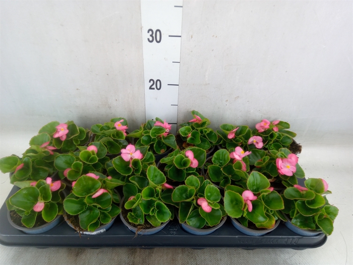 <h4>Begonia semp.   ...</h4>