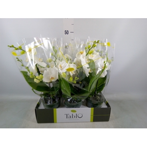Phalaenopsis   ...white