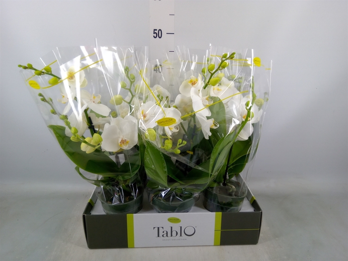 <h4>Phalaenopsis   ...white</h4>