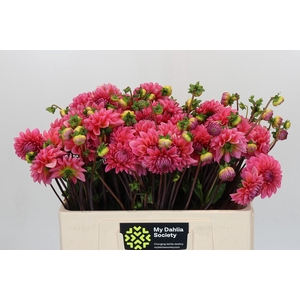 Dahlia Doris Duke