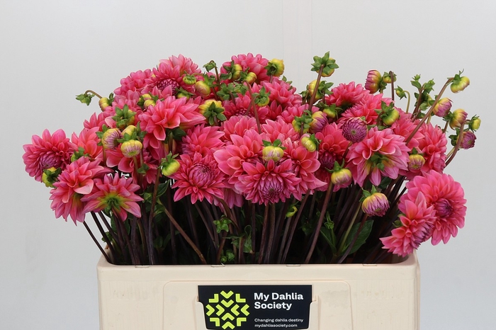 Dahlia Doris Duke