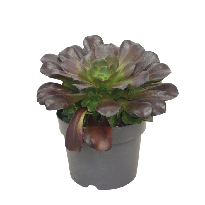 <h4>Aeonium arboreum 'Velours'</h4>