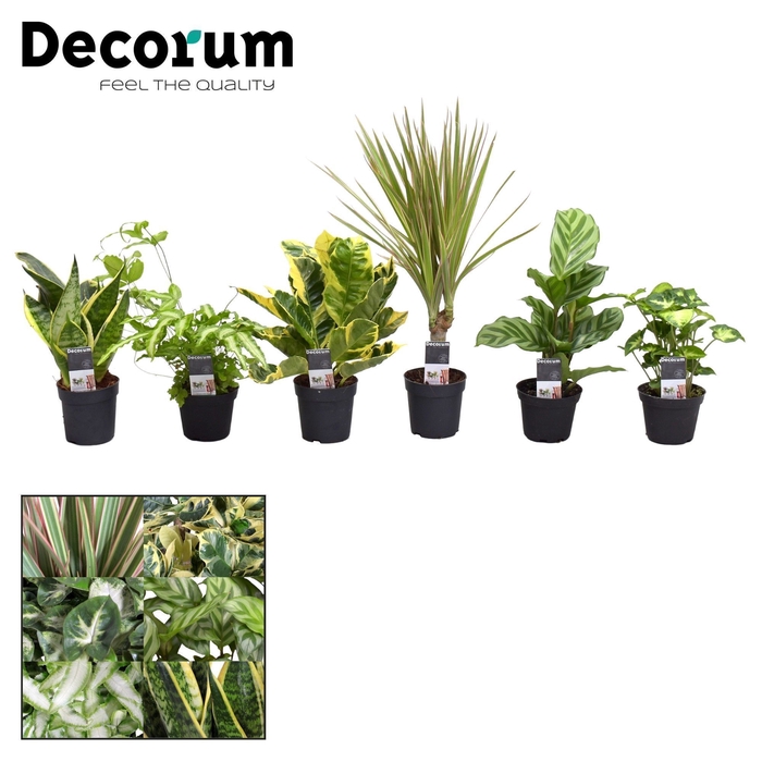 Keen on Green mix Colorado 7 cm (Decorum)