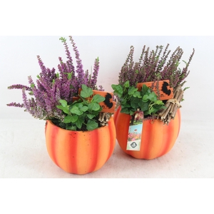 arr4 Outdoor JS - Oranje pomp. 338/6