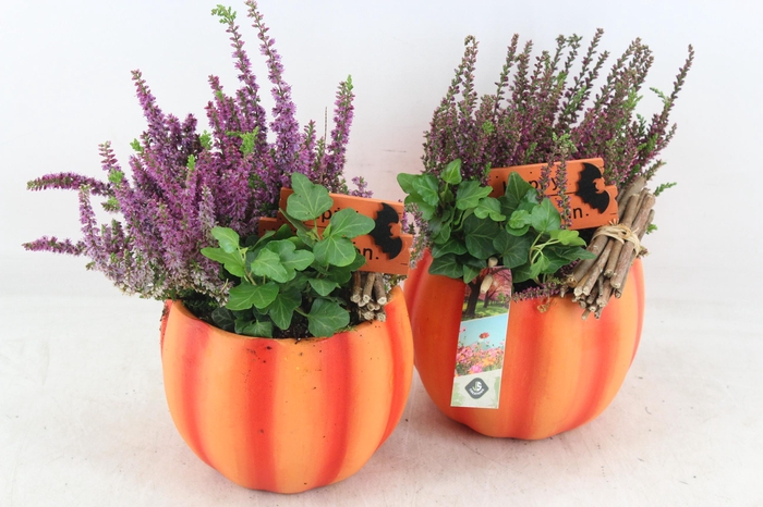 <h4>arr4 Outdoor JS - Oranje pomp. 338/6</h4>