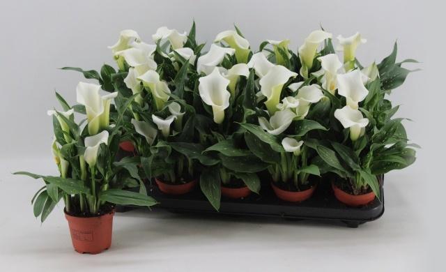 <h4>ZANT CAPT FRESCO</h4>