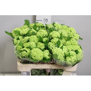 Viburnum Roseum St 4+