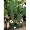 OPUNTIA