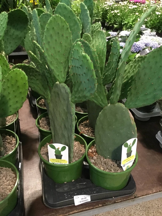 OPUNTIA
