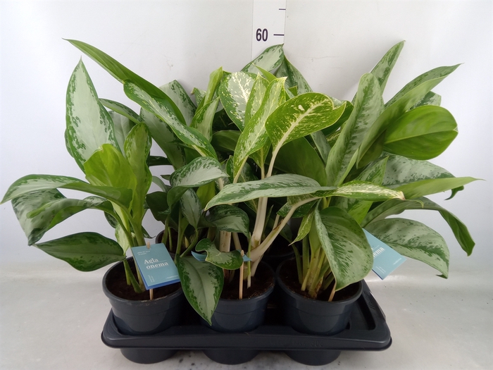 <h4>Aglaonema   ...mix</h4>