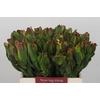 Leucadendron Laurel Yellow