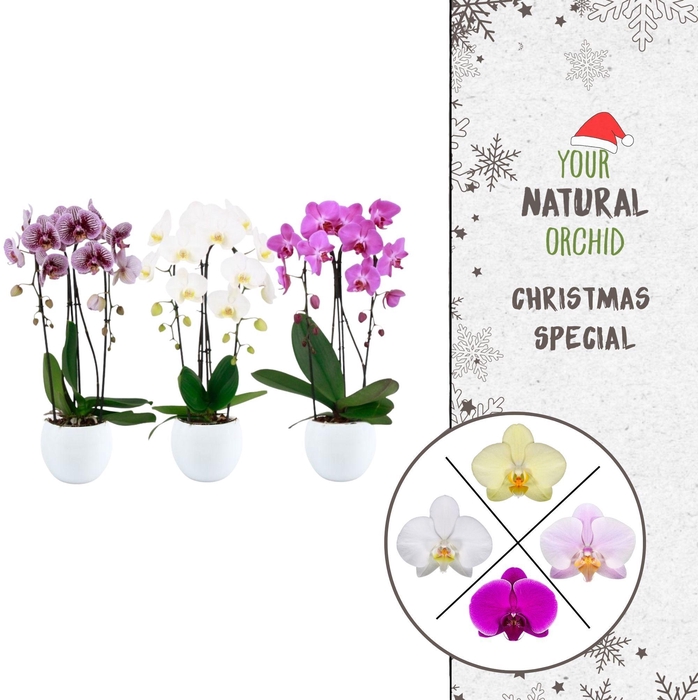 <h4>Christmas | 2 spike Cascade mix | Lisa wit</h4>