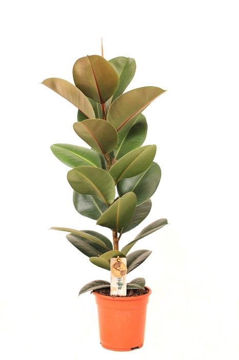 <h4>Ficus P21 Robusta 1PP</h4>