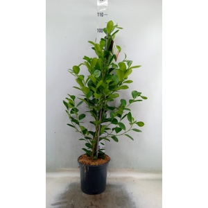 Ficus microcarpa 'Moclame'