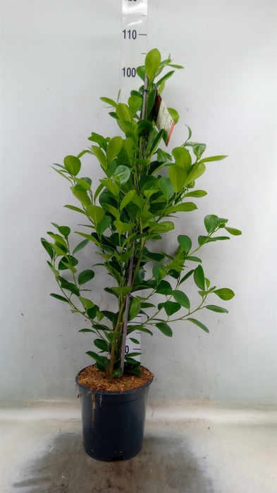 <h4>Ficus microcarpa 'Moclame'</h4>