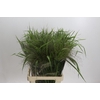 Panicum Fountain