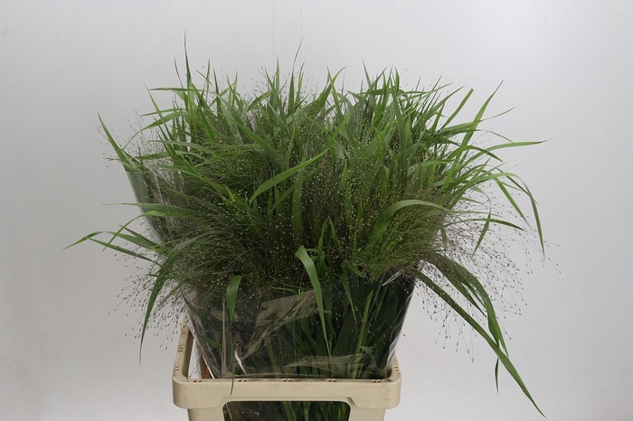 <h4>Panicum Fountain</h4>