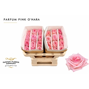 Rosa Parfum Pink O Hara